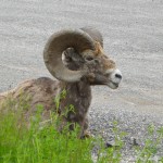 longhorn sheep